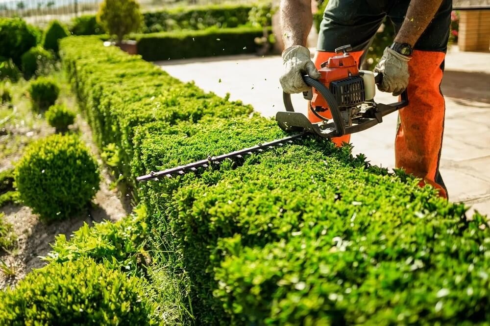 Hedge & Shrub Trimming