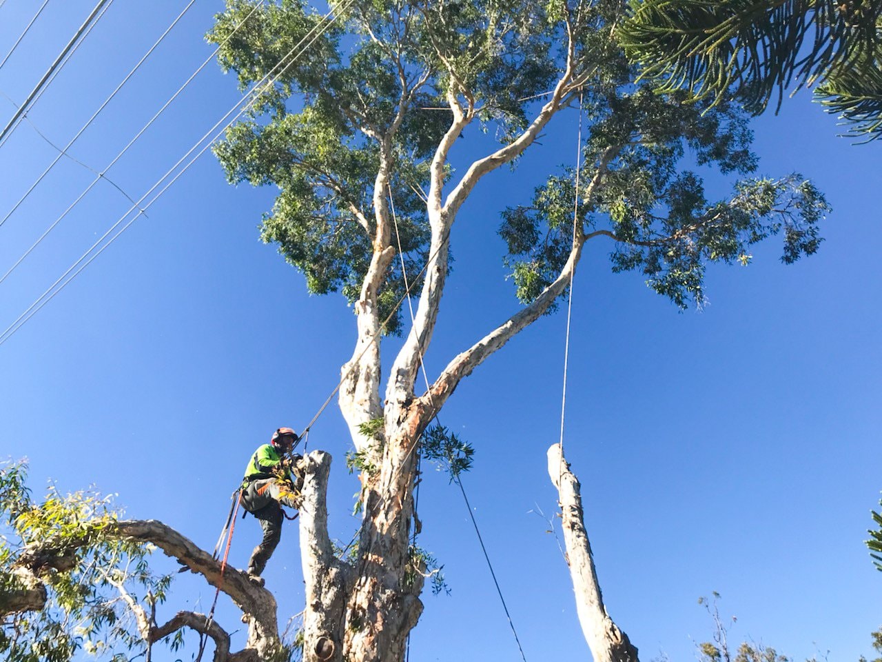 Tree Removal